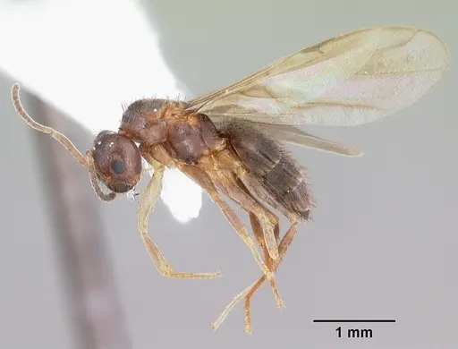 Nylanderia concinna specimen CASENT0104210 image casent0104210_4
