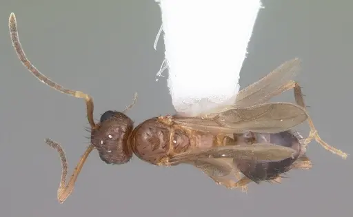 Nylanderia concinna specimen CASENT0104211 image casent0104211_1