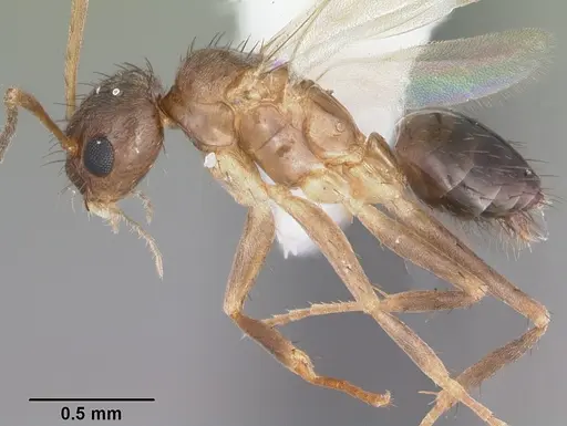Nylanderia concinna specimen CASENT0104211 image casent0104211_3