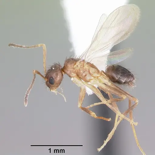 Nylanderia concinna specimen CASENT0104211 image casent0104211_4