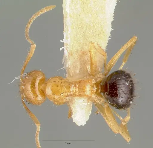 Nylanderia consuta specimen CASTYPE05029 image castype05029_1
