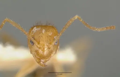 Nylanderia consuta specimen CASTYPE05029 image castype05029_2