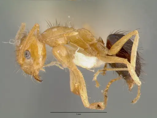 Nylanderia consuta specimen CASTYPE05029 image castype05029_3
