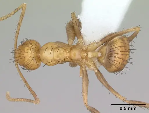 Nylanderia docilis specimen CASENT0173490 image casent0173490_1