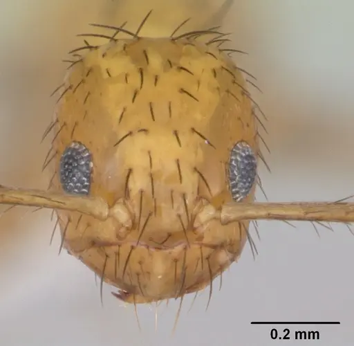 Nylanderia docilis specimen CASENT0173490 image casent0173490_2