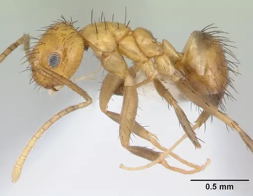 Nylanderia docilis specimen CASENT0173490 image casent0173490_3