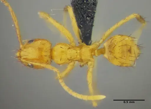Nylanderia docilis specimen UFV-LABECOL-003305 image ufv-labecol-003305_1
