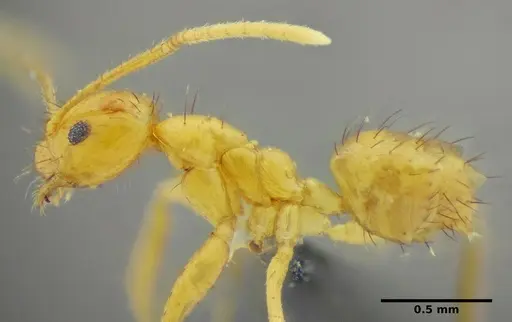 Nylanderia docilis specimen UFV-LABECOL-003305 image ufv-labecol-003305_3