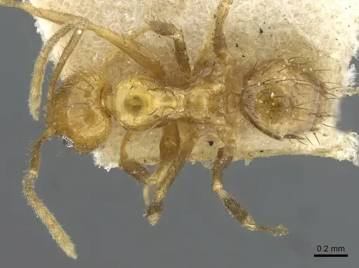 Nylanderia docilis specimen USNMENT00753567 image usnment00753567_1