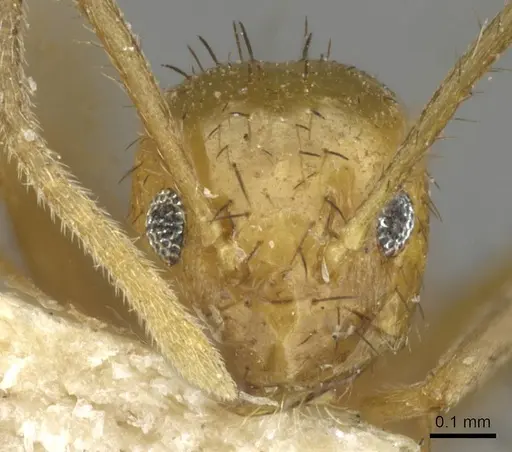 Nylanderia docilis specimen USNMENT00753567 image usnment00753567_2