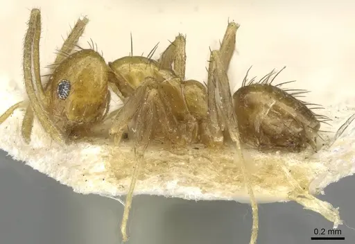 Nylanderia docilis specimen USNMENT00753567 image usnment00753567_3