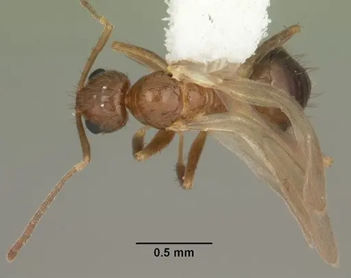 Nylanderia faisonensis specimen CASENT0104212 image casent0104212_1