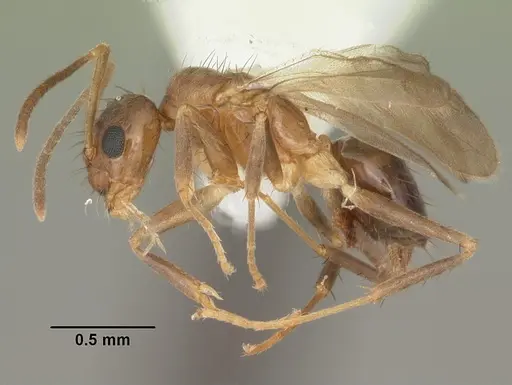 Nylanderia faisonensis specimen CASENT0104212 image casent0104212_3