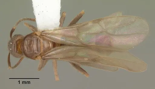Nylanderia faisonensis specimen CASENT0104215 image casent0104215_1