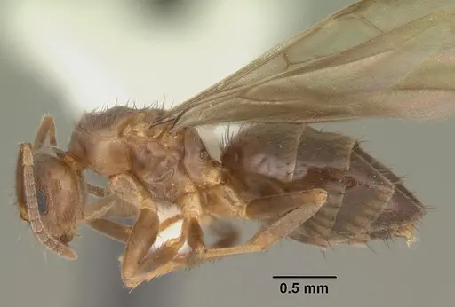 Nylanderia faisonensis specimen CASENT0104215 image casent0104215_3