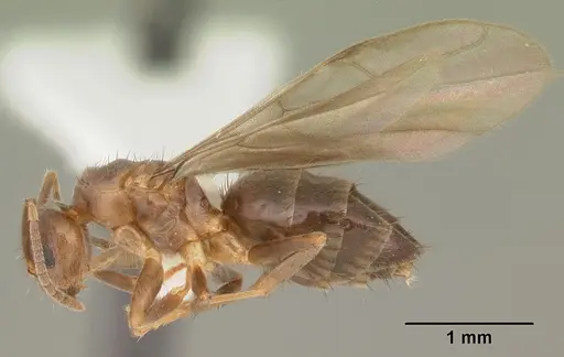 Nylanderia faisonensis specimen CASENT0104215 image casent0104215_4