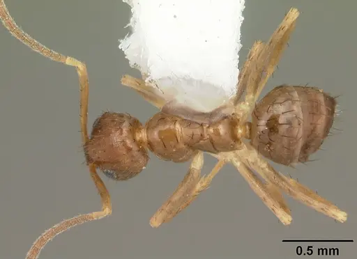 Nylanderia faisonensis specimen CASENT0104218 image casent0104218_1