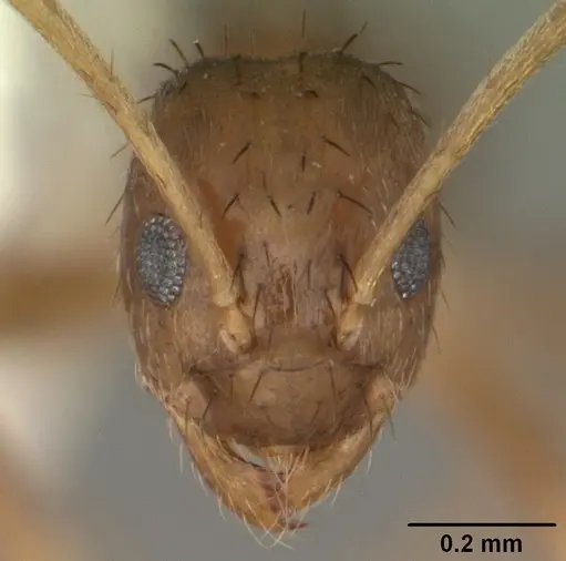 Nylanderia faisonensis specimen CASENT0104218 image casent0104218_2