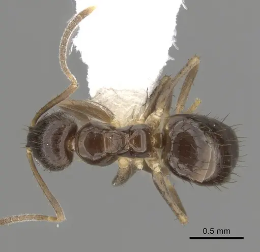 Nylanderia faisonensis specimen CASENT0280576 image casent0280576_1