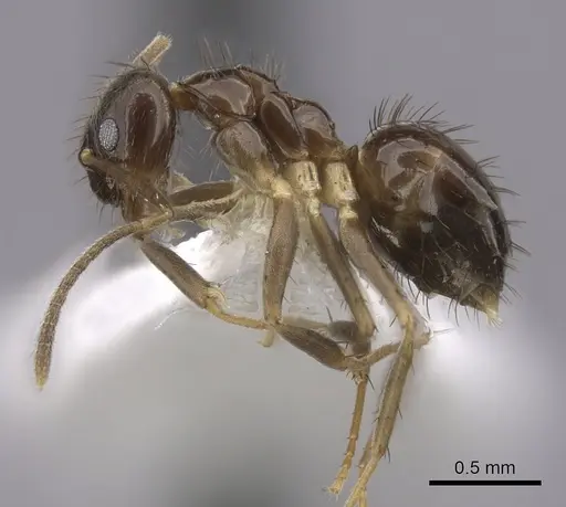 Nylanderia faisonensis specimen CASENT0280576 image casent0280576_3
