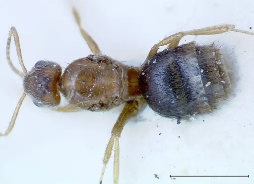 Nylanderia formosae specimen FOCOL0139 image focol0139_1