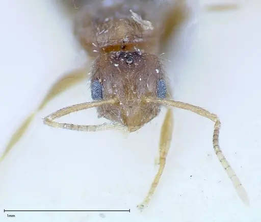 Nylanderia formosae specimen FOCOL0139 image focol0139_2