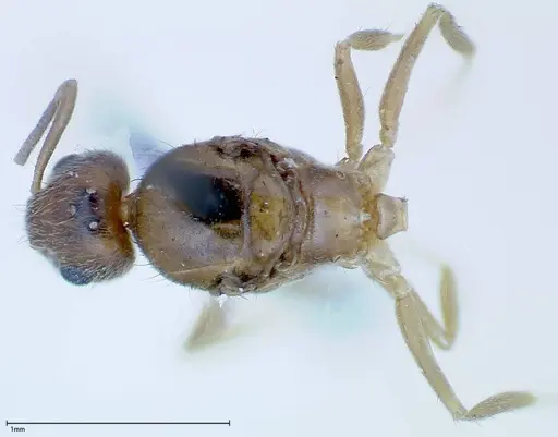 Nylanderia formosae specimen FOCOL0141 image focol0141_1