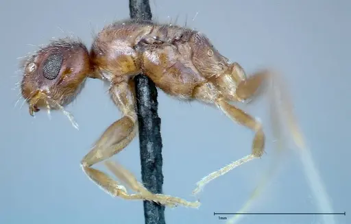 Nylanderia formosae specimen FOCOL0141 image focol0141_3