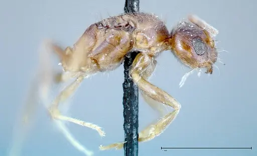 Nylanderia formosae specimen FOCOL0141 image focol0141_4