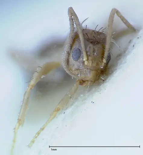 Nylanderia formosae specimen FOCOL0142 image focol0142_2