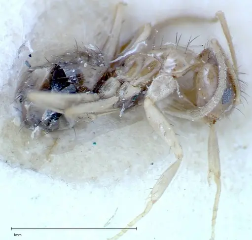 Nylanderia formosae specimen FOCOL0142 image focol0142_3