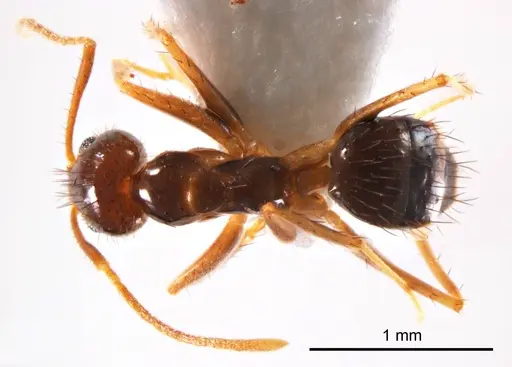 Nylanderia glabrior specimen ANTWEB1008684 image antweb1008684_1