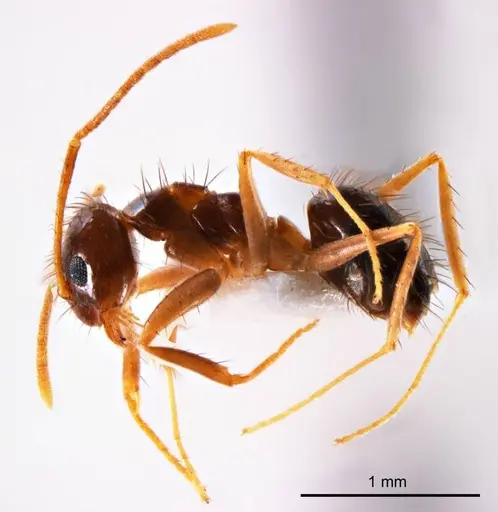 Nylanderia glabrior specimen ANTWEB1008684 image antweb1008684_4