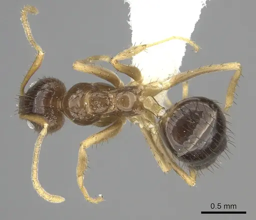 Nylanderia glabrior specimen CASENT0219769 image casent0219769_1