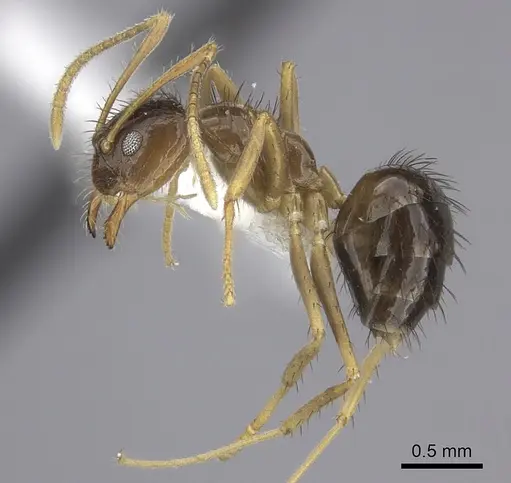 Nylanderia glabrior specimen CASENT0219769 image casent0219769_3