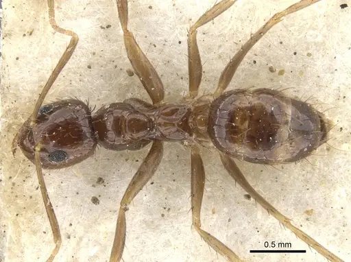 Nylanderia glabrior specimen CASENT0903128 image casent0903128_1