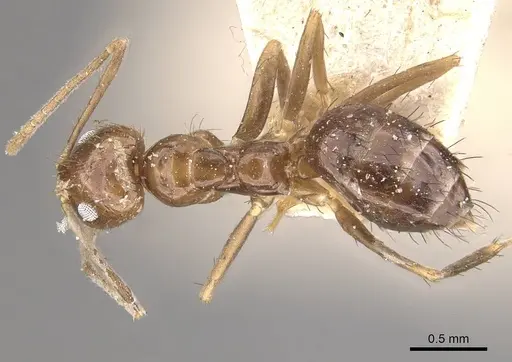 Nylanderia glabrior specimen CASENT0911014 image casent0911014_1