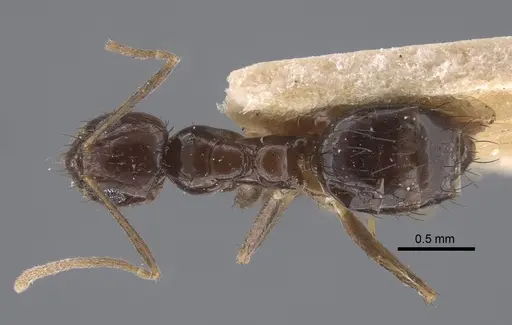 Nylanderia glabrior specimen CASENT0917310 image casent0917310_1