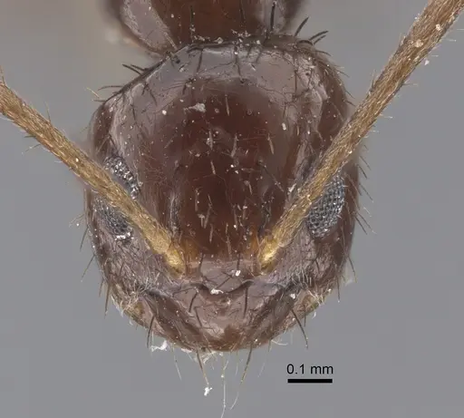 Nylanderia glabrior specimen CASENT0917310 image casent0917310_2