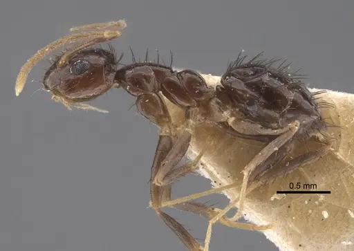 Nylanderia glabrior specimen CASENT0917310 image casent0917310_4
