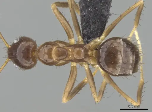 Nylanderia gracilis specimen CASENT0028004 image casent0028004_1