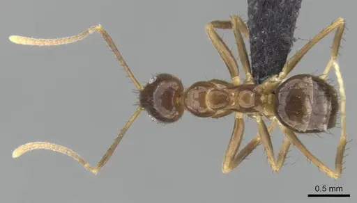 Nylanderia gracilis specimen CASENT0028004 image casent0028004_2