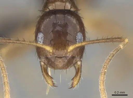 Nylanderia gracilis specimen CASENT0028004 image casent0028004_3