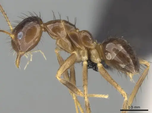Nylanderia gracilis specimen CASENT0028004 image casent0028004_4