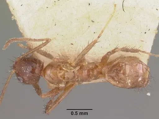 Nylanderia gracilis specimen CASENT0101299 image casent0101299_1