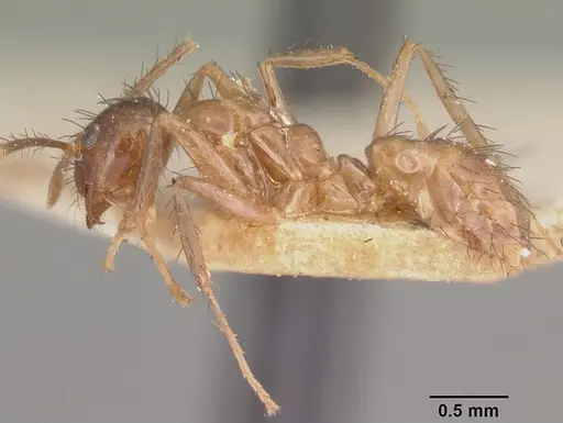 Nylanderia gracilis specimen CASENT0101299 image casent0101299_3