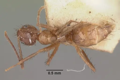Nylanderia gracilis specimen CASENT0101300 image casent0101300_1