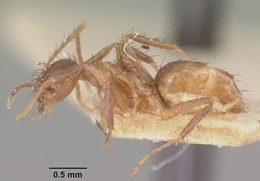 Nylanderia gracilis specimen CASENT0101300 image casent0101300_3