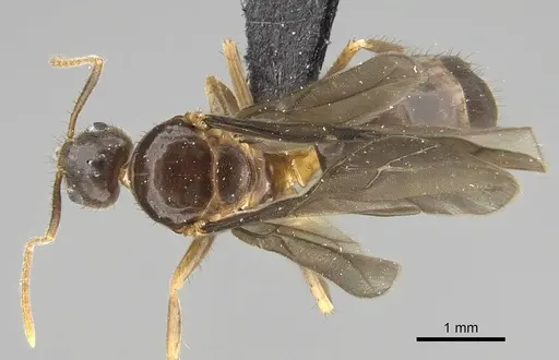 Nylanderia gracilis specimen CASENT0152398 image casent0152398_1