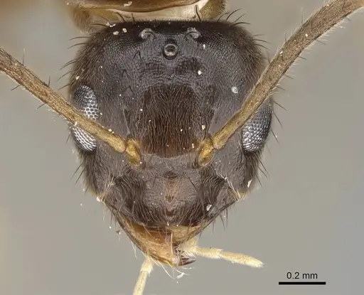 Nylanderia gracilis specimen CASENT0152398 image casent0152398_2